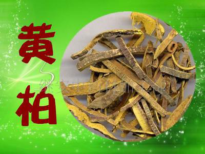 克痒舒洗液中药成分之一：黄柏